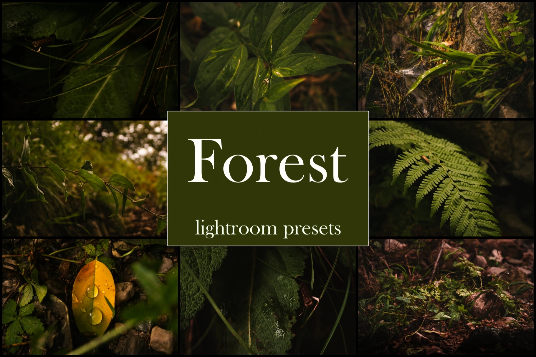 Professional Lightroom preset pack: Forest - LorenzoPreset