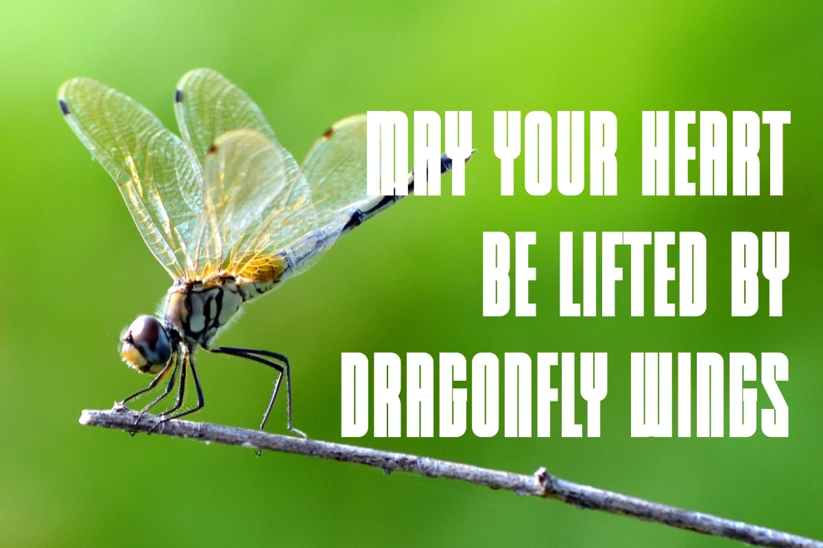 04-summer-dragonfly-font-quotes.jpg
